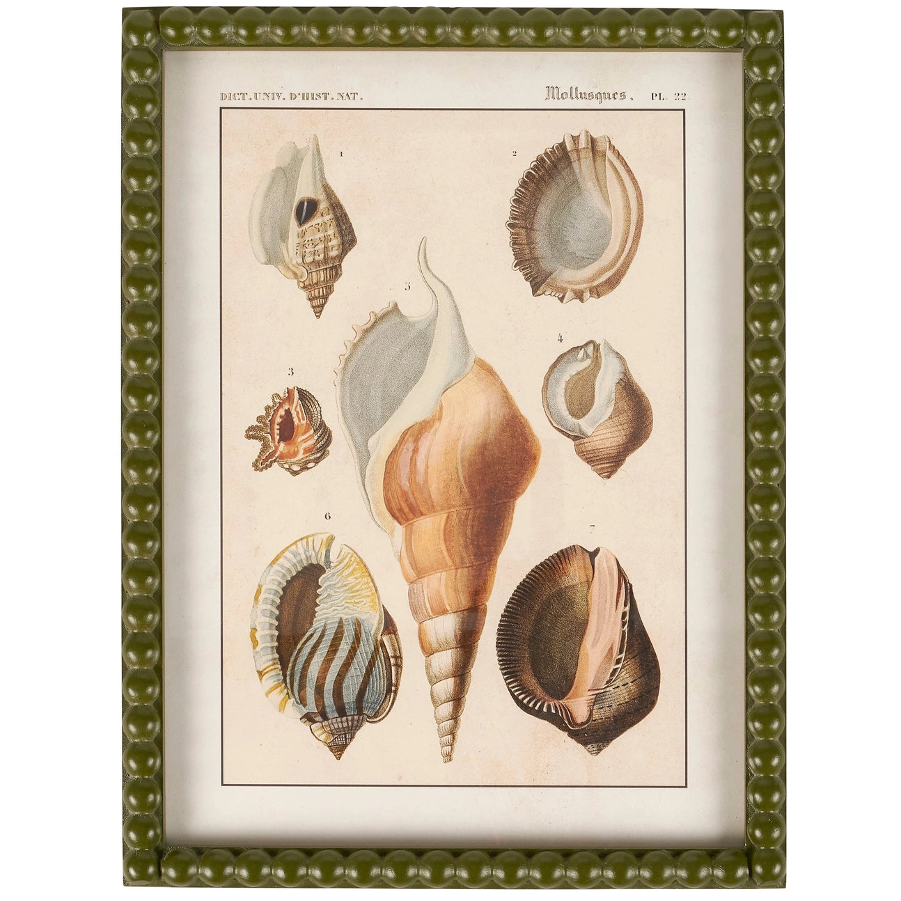 Shell Study - Framed Art Prints