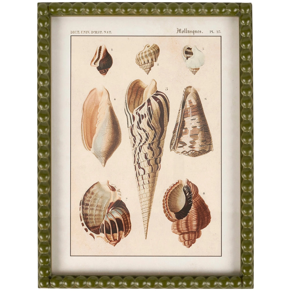 Shell Study - Framed Art Prints