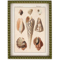 Shell Study - Framed Art Prints
