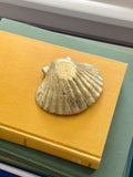 Heavy Brass Shell