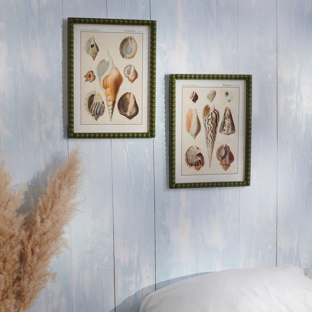Shell Study - Framed Art Prints